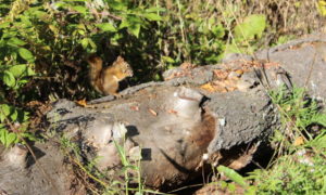 Squrrel on log