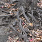 photograph of tree roots